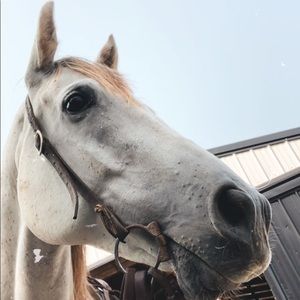 Meet your Posher, Ashton